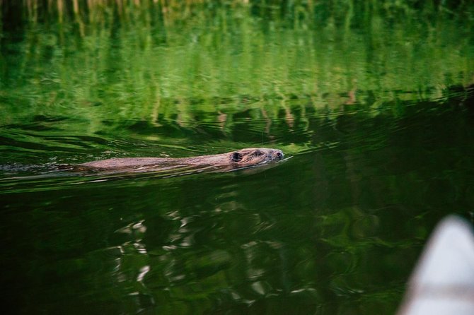Canoe adventure in Stockholm Archipelago - Should you book this canoe adventure?