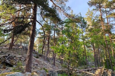 Stockholm: Sunset Hike in Tyresta National Park with Meal - Getting there: Gullmarsplan 2 to the park without a car